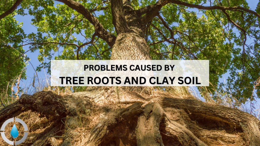 Large tree with extensive roots in clay soil, highlighting the impact on underground plumbing.