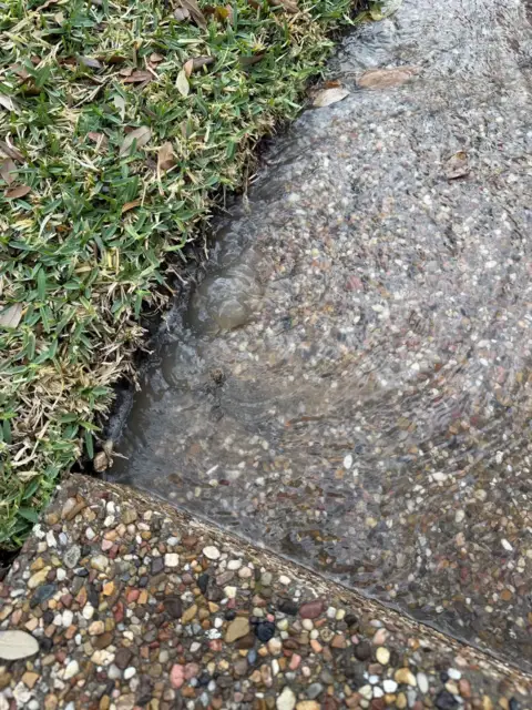 Yard leak bubbling water near sidewalk Frisco TX