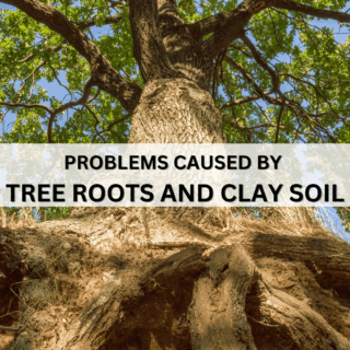 How Tree Roots And Shifting Clay Soil Can Cause Plumbing Issues In Frisco, Plano, McKinney, And Surrounding Areas