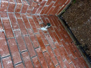 Wet brick herringbone patio next to mulch garden bed in Frisco home where GPS Plumbing replaced a leaking hose bib